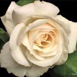 Meet your Posher, Norah